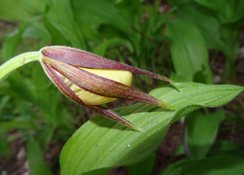 Cypripedium calceolus